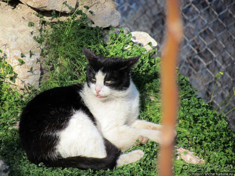 Чарующая Плака — средневековый квартал у подножия Акрополя