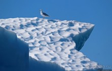 А-а... и горбатые киты