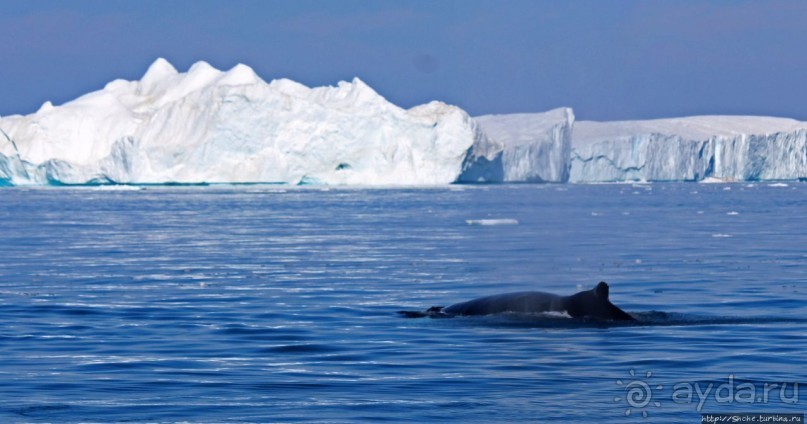А-а... и горбатые киты