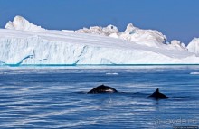 А-а... и горбатые киты