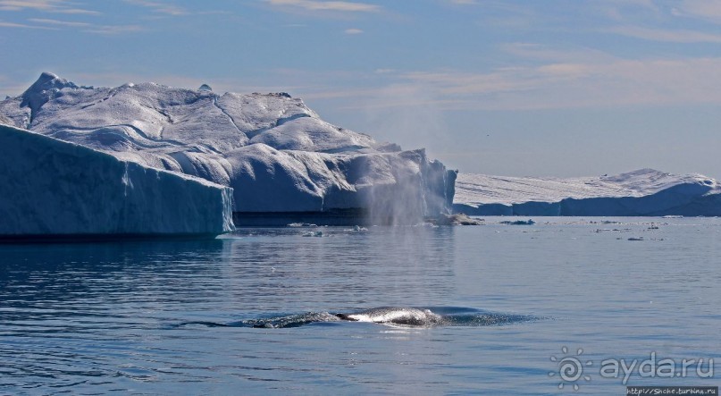 А-а... и горбатые киты