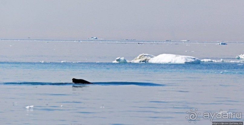 А-а... и горбатые киты