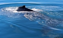 А-а... и горбатые киты