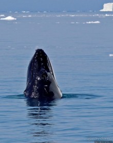 А-а... и горбатые киты