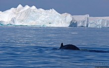 А-а... и горбатые киты