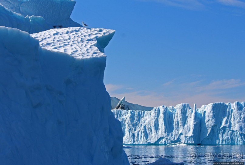 А-а... и горбатые киты