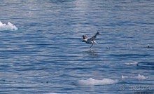 А-а... и горбатые киты