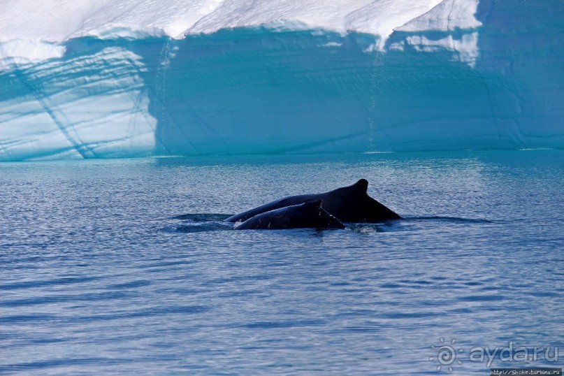 А-а... и горбатые киты