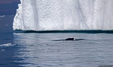 А-а... и горбатые киты