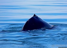 А-а... и горбатые киты