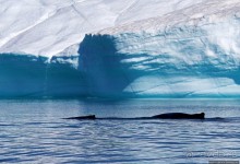 А-а... и горбатые киты