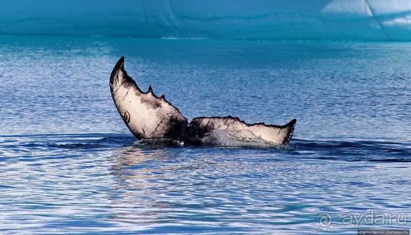 А-а... и горбатые киты