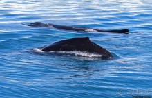 А-а... и горбатые киты