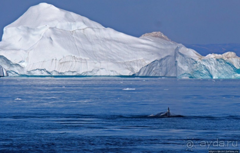 А-а... и горбатые киты