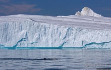 А-а... и горбатые киты