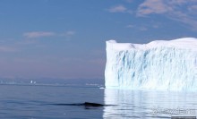 А-а... и горбатые киты