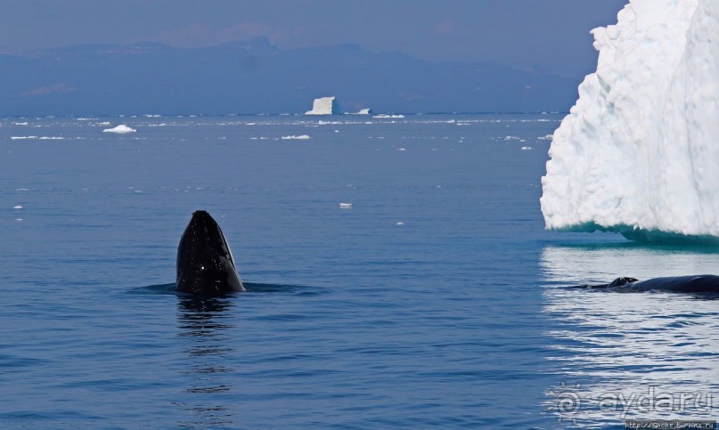 А-а... и горбатые киты