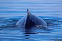 А-а... и горбатые киты