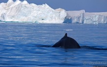 А-а... и горбатые киты