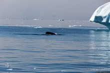 А-а... и горбатые киты