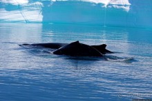 А-а... и горбатые киты