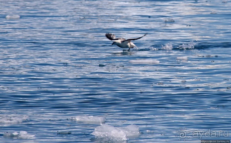 А-а... и горбатые киты