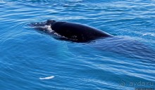 А-а... и горбатые киты