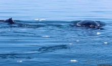 А-а... и горбатые киты