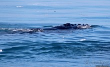 А-а... и горбатые киты