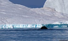 А-а... и горбатые киты