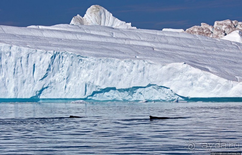 А-а... и горбатые киты