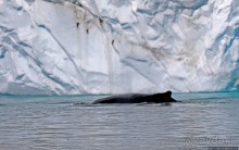 А-а... и горбатые киты