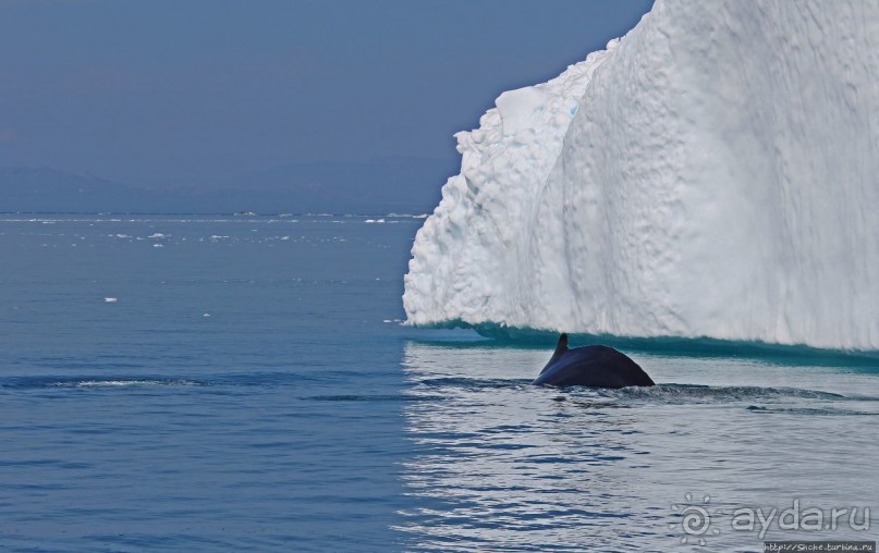 А-а... и горбатые киты