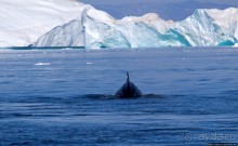 А-а... и горбатые киты