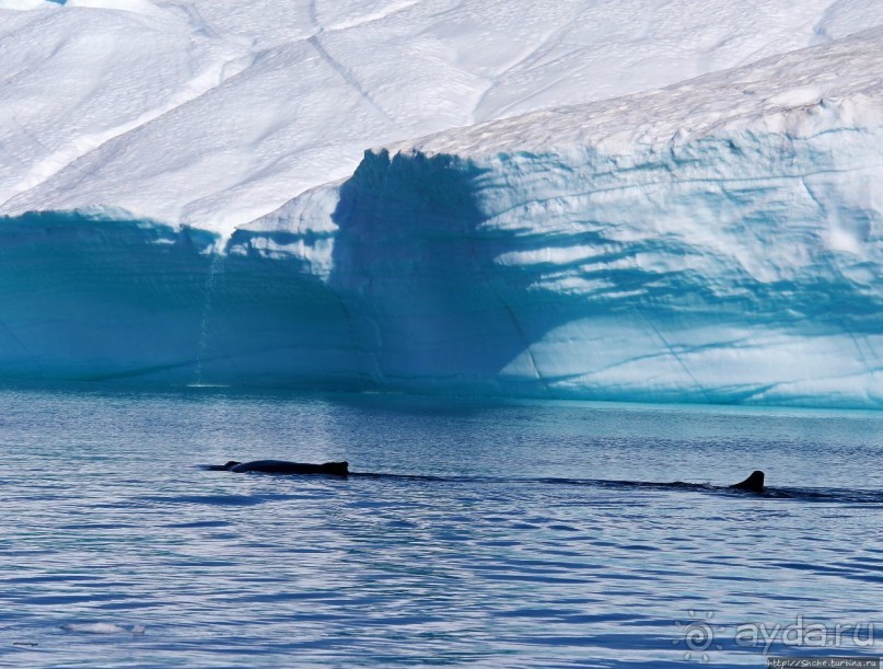 А-а... и горбатые киты