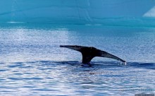 А-а... и горбатые киты