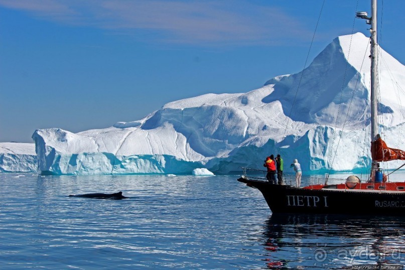 А-а... и горбатые киты