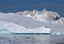 А-а... и горбатые киты