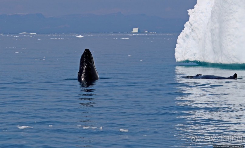 А-а... и горбатые киты
