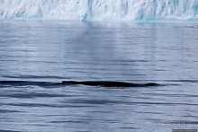 А-а... и горбатые киты