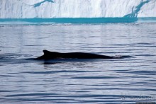 А-а... и горбатые киты