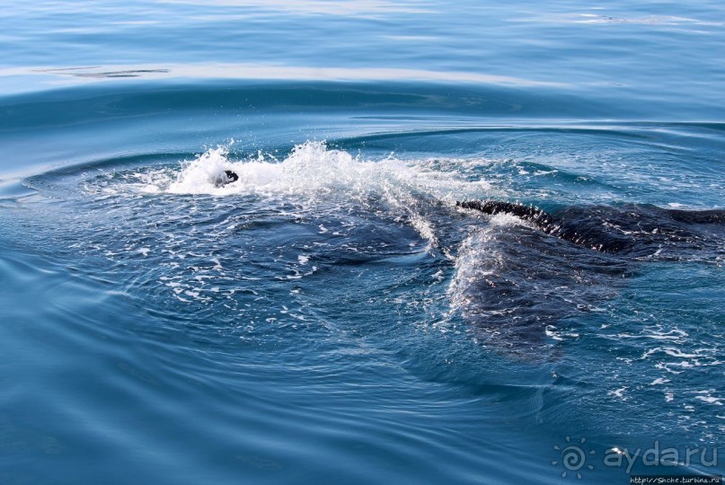 А-а... и горбатые киты