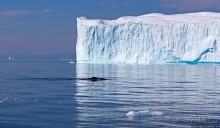 А-а... и горбатые киты