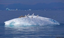 А-а... и горбатые киты