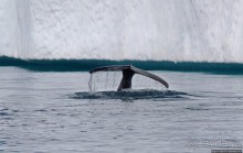 А-а... и горбатые киты