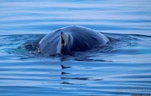 А-а... и горбатые киты