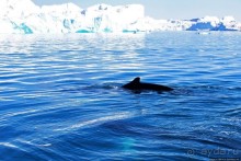 А-а... и горбатые киты