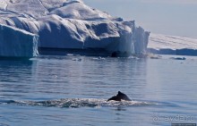 А-а... и горбатые киты