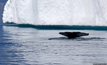 А-а... и горбатые киты