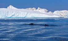 А-а... и горбатые киты